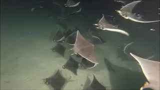 Mobula Night Dive - Isla Partida, Sea of Cortez, M&eacute;xico