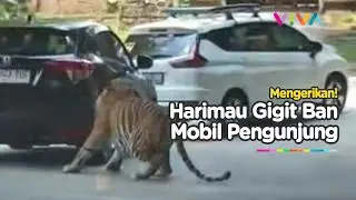 VIRAL! Detik-detik Harimau Gigit Ban Mobil Pengunjung di Taman Safari