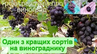 Один з кращих сортів на винограднику