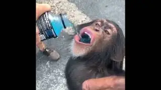Person providing drinking water to animal #shorts #provide #providing #drinking #water #animal #193