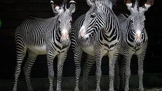 Turn your tv into Wall Art. TV Art Screensaver ( Zebra )