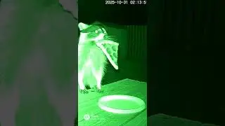 Racoon caught on camera stealing pizzass. #ai#actorchallenge #subscribe