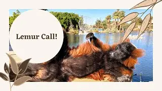 Red-ruffed Lemur Territorial Call