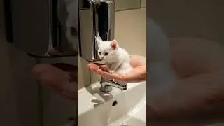 M&aacute;quina de jab&oacute;n gatuno sorprende con burbujas m&aacute;gicas #cats #gatos #cute