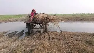 गांव की वीडियो बैलगाड़ी 👳