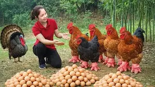 Harvesting Elephant Leg Chickens In The Bamboo Forest - Pick Chicken Eggs Go To Market Sell