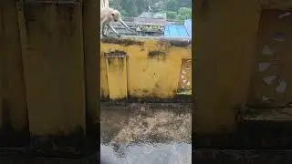 monkey vs Rat