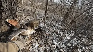 This Hawk Caught My Dinner! (Falconry Catch & Cook)