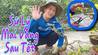 Cách Sử Lý Mai Vàng Sau Tết Hiệu Quả.