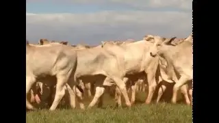 Grandes Criatórios do Fazendeiro