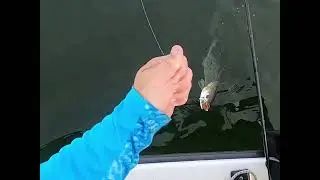 Icast new fishing lure Patrick Sebile