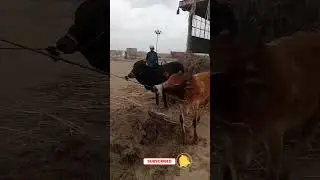 Dangerous Cow Unloading Today #2023 #cattles #farmanimal #goat #dangerous #camel