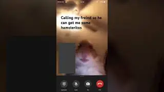 #funny #memes #hamstercalling