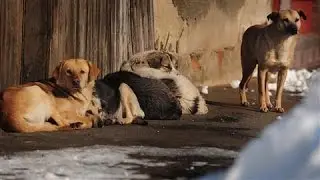 Where Did Dogs Come From? New DNA Test Traces Origin