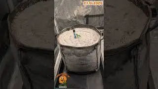 Sunset Sherbet GF Week 1 Day 6 #diyfertilizer #fishhydrolysate #citricacid #coco #music #dj #koh