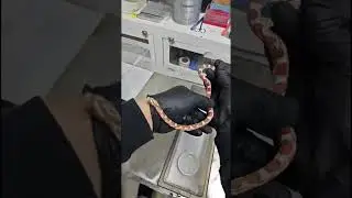 POV Cleaning Snake Tray &ndash; Watch Full Livestream for Reptile Care & Setup Tips!
