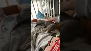 Spoiled Melonpan not staying calmly🦦😁|OtterNoise| Cute Otter