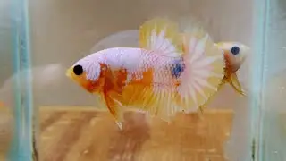 Ikan Cupang Yellow Fancy &bull; Yellow Fancy Bettafish
