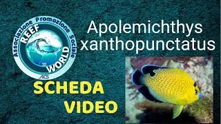 Scheda video - Apolemichthys xanthopunctatus by Reef-World
