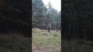 Олень выходит на луг #благородныйолень #дикаяприрода