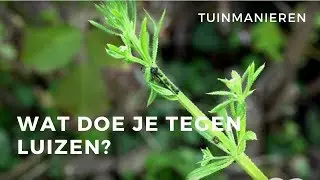 Wat doe je tegen luizen in je planten?