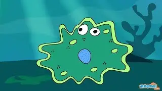 Nutrition in Amoeba - Feeding & Digestion Process | Science for Kids | Educational Videos by Mocomi