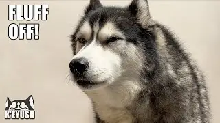 Told To FLUFF OFF By My Husky For Being In His Spot!