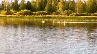 Joutsenet jotka ovat paenneet Ukrainan sotaa rauhalliseen Suomeen!  Idylli on olemassa toistaiseksi 