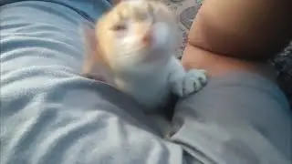 Degenerate kitten tried to drink milk from the human