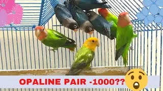 African Lovebirds Very Less Price /Crazy prices!!! Buy Fast!!Ph -9632622930