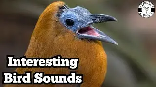 Interesting Bird Sounds