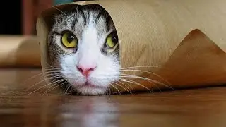Funny Cats Compilation 2015 - Epic Funny Cat Jump Fail - Funny Cats Crazy