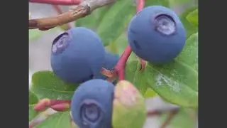 Huckleberry red or blue varieties 