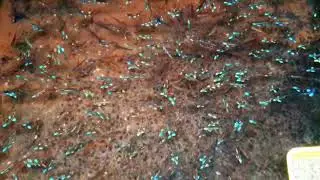 Notropis chrosomus - Rainbowshiner