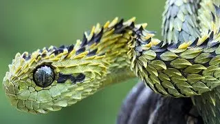 7 Tipos De Reptiles M&aacute;s Extra&ntilde;os Del Mundo