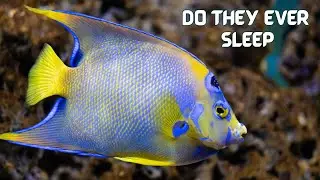 Do Aquatic Animals Ever Sleep?