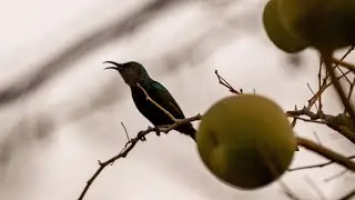 The Iridescent Male Purple Sunbird | Birds of India | 85/1993