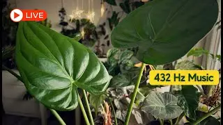 🔴 LIVE 🌱 432 Hz Music for Plants & Plant Lovers | Relax, Grow & Heal