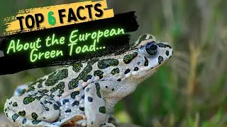 Facts About the European Green Toad