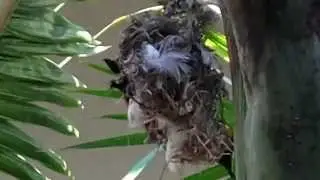 Tamsi Birds | Sunbirds