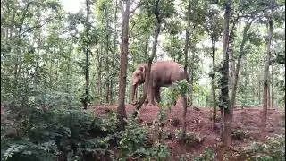 Two elephant fight at Ranga forest , Salboni, Paschim Medinipur