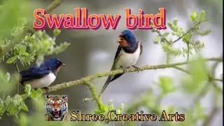 Swallow bird