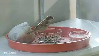 Sparrow - Spatz - Haussperling