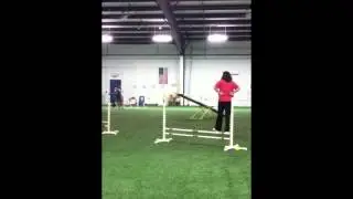 shadow at novice agility class