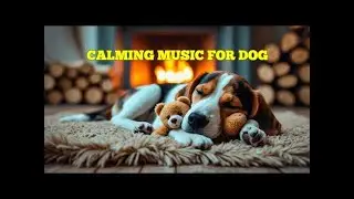Dog Calming Deep Sleep Music for 12 HOURS 🐶 Soothing Tunes for Better Pet Rest and Wellness