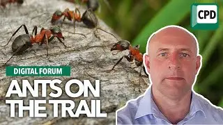 Ants on the trail | Pest control biology and behaviour