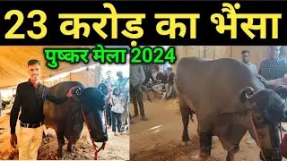 पुष्कर मेला 2024&ndash;23 करोड़ का भैंसा भारत का सबसे महंगा!Pushkar fair 24 India&rsquo;s most expensive buffalo