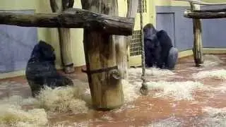 Game of Gorillas at the Budapest Zoo