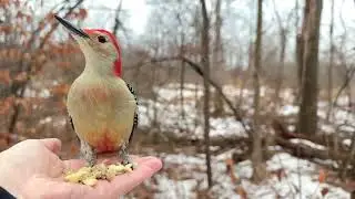 Hand-feeding Birds in Slow Mo - Red-bellied Woodpecker, Tufted Titmice, Black-capped Chickadee