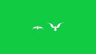 Two Birds Flying Green Screen HD [Free]
